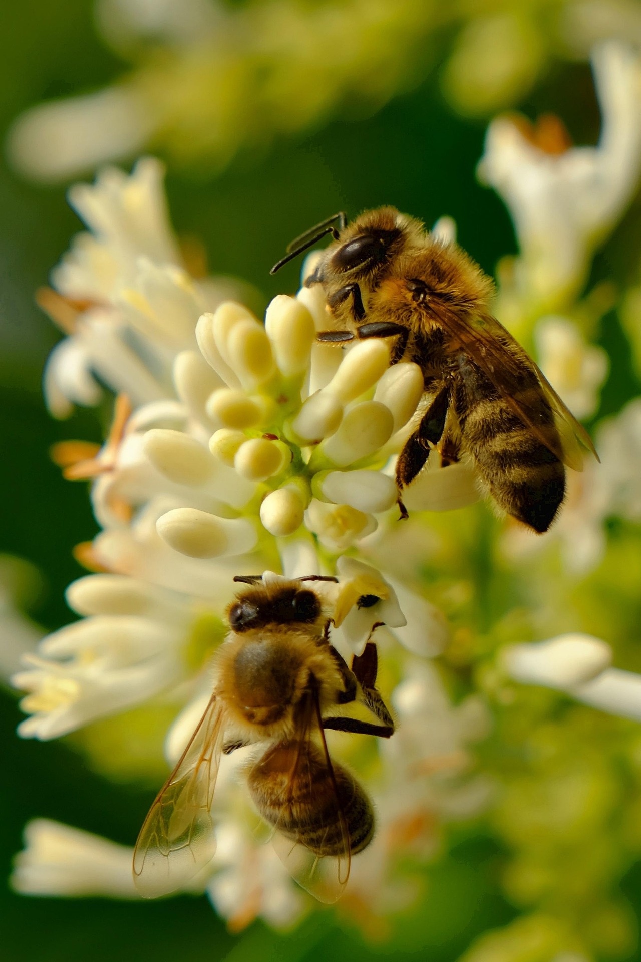 BeeWelcome bijenstal